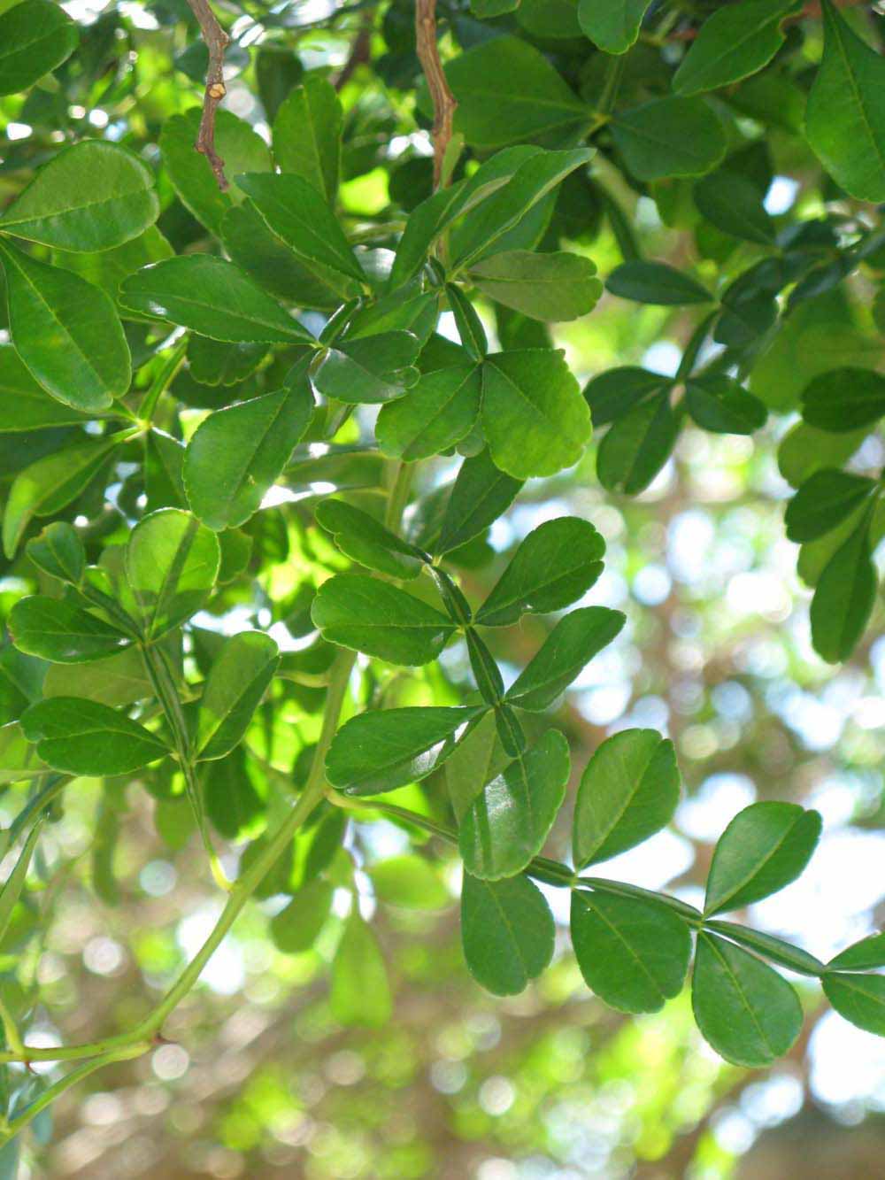              Shade leaves (Winter Haven, FL)       